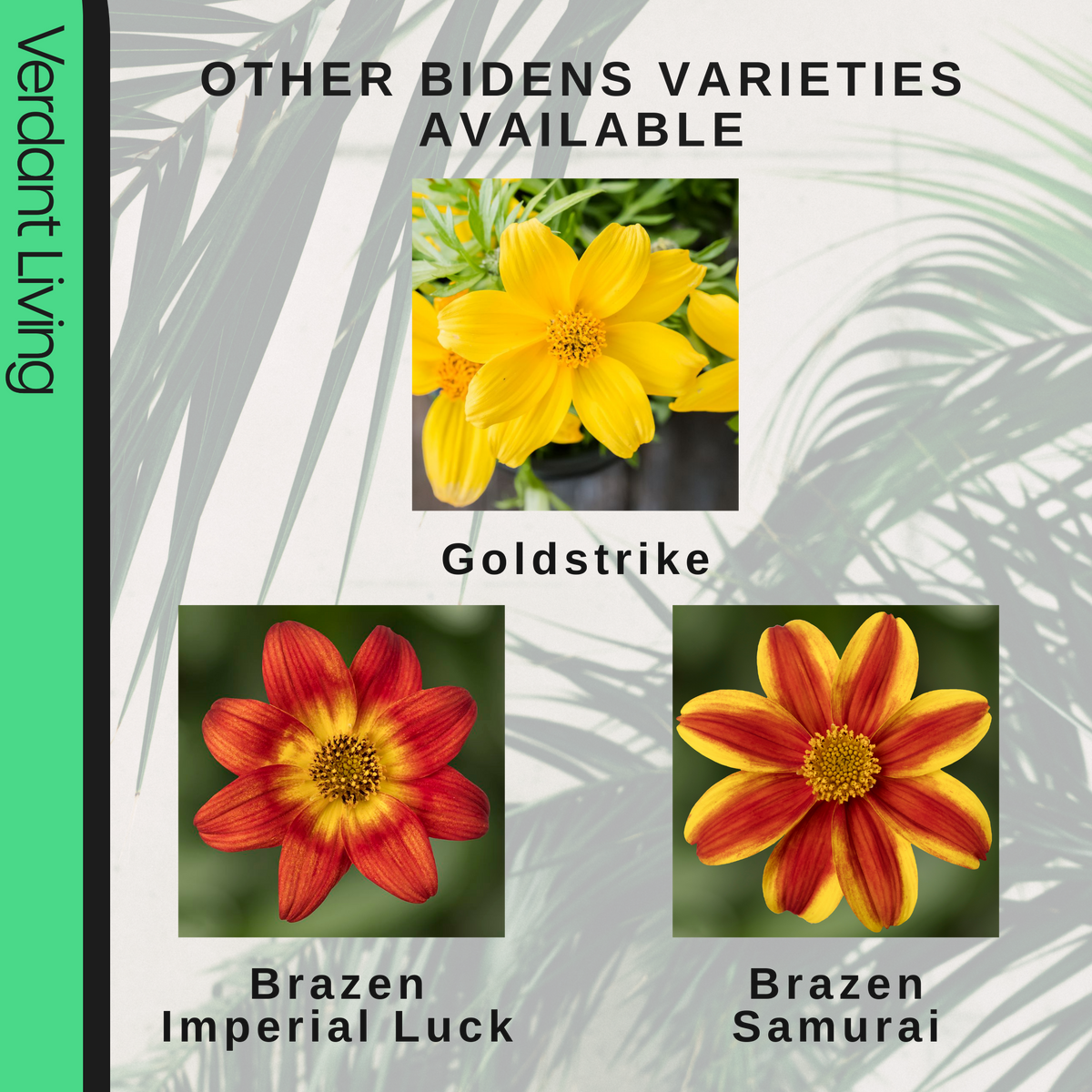 Bidens 'Gold Strike' – Trailing Summer Bedding (Set of 3 or 6)