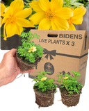 Bidens Goldstrike Plants (Set of 3 or 6)