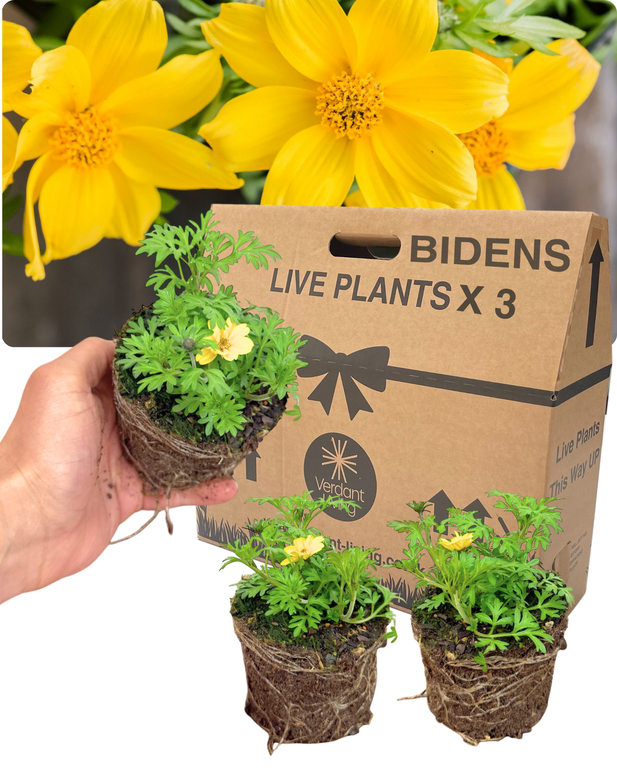 Bidens 'Gold Strike' – Trailing Summer Bedding (Set of 3 or 6)
