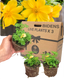 Bidens Goldstrike - 10.5cm