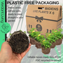 Bidens Goldstrike Plants (Set of 3 or 6)