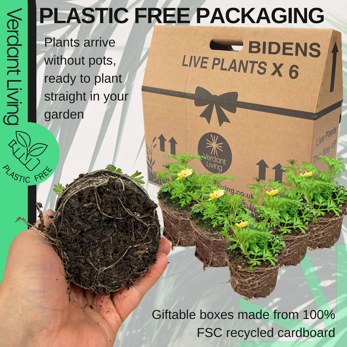 Bidens 'Gold Strike' – Trailing Summer Bedding (Set of 3 or 6)