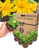 Bidens Goldstrike Plants (Set of 3 or 6)