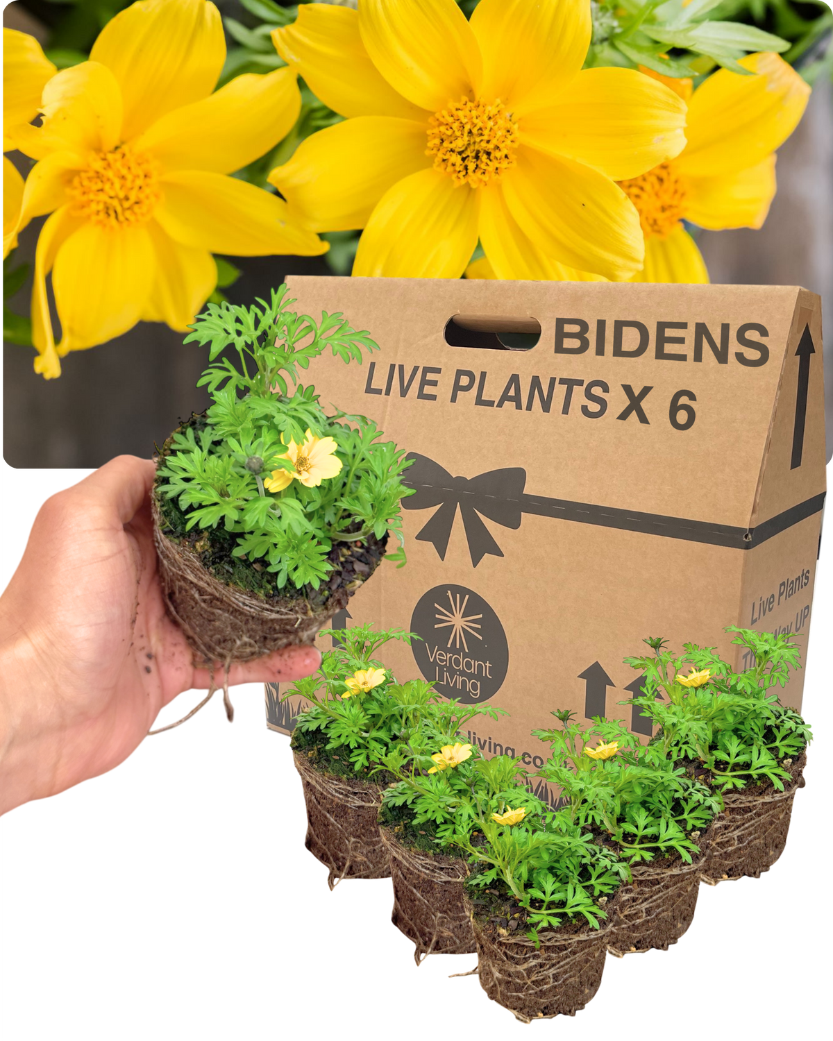 Bidens 'Gold Strike' – Trailing Summer Bedding (Set of 3 or 6)