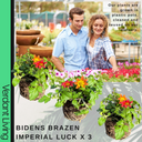 Bidens Brazen Imperial Luck Plants (Set of 3 or 6)