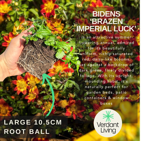 Care information card for Bidens 'Brazen Imperial Luck', with a hand holding a 10.5cm root ball over red daisy flowers