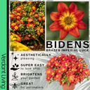 Bidens Brazen Imperial Luck Plants (Set of 3 or 6)