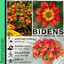 Bidens Brazen Imperial Luck - 10.5cm