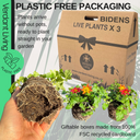 Bidens Brazen Imperial Luck Plants (Set of 3 or 6)