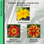 Bidens Brazen Imperial Luck - 10.5cm