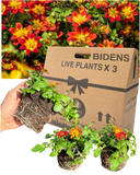 Bidens Brazen Imperial Luck Plants (Set of 3 or 6)