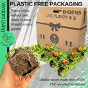 Bidens Brazen Imperial Luck Plants (Set of 3 or 6)