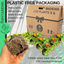 Bidens Brazen Imperial Luck - 10.5cm
