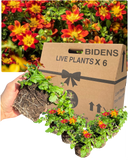 Bidens Brazen Imperial Luck Plants (Set of 3 or 6)