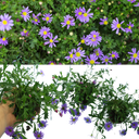 Brachyscome Brasco Violet Plants (Set of 3 or 6)