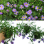 Brachyscome Brasco Violet 10.5cm
