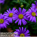 Brachyscome Brasco Violet Plants (Set of 3 or 6)