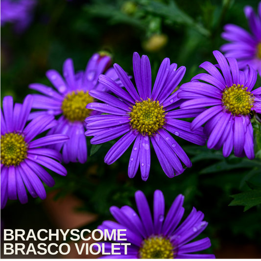 Close-up of Brachyscome 'Brasco Violet' daisies, violet-purple petals around yellow centres