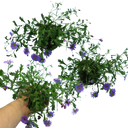 Brachyscome Brasco Violet Plants (Set of 3 or 6)