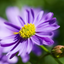 Brachyscome Brasco Violet 10.5cm
