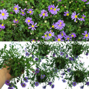 Brachyscome Brasco Violet Plants (Set of 3 or 6)