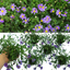Brachyscome Brasco Violet