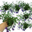 Brachyscome Brasco Violet Plants (Set of 3 or 6)
