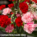 Dark Red Carnation Plants (Set of 3 or 6)