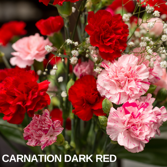 Cut carnations in a bouquet, deep red blooms mixed with pale pink ones and sprays of gypsophila