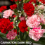 Carnation Dark Red