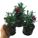 Dark Red Carnation Plants (Set of 3 or 6)