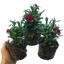Carnation Dark Red