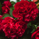 Dark Red Carnation Plants (Set of 3 or 6)