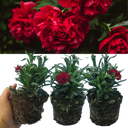 Dark Red Carnation Plants (Set of 3 or 6)