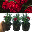 Carnation Dark Red
