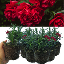 Dark Red Carnation Plants (Set of 3 or 6)