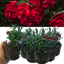 Carnation Dark Red