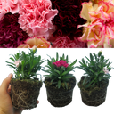 Growers Mixed Colour Flowers Plants (Set of 3 or 6)