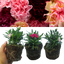 Carnation Growers Selection