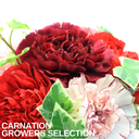 Growers Mixed Colour Flowers Plants (Set of 3 or 6)