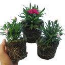Growers Mixed Colour Flowers Plants (Set of 3 or 6)