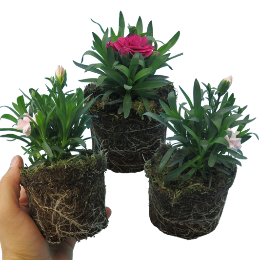 Dianthus Growers Mixed (Carnation) – Scented Patio Perennial (Set of 3 or 6)