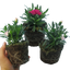 Carnation Growers Selection