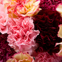 Growers Mixed Colour Flowers Plants (Set of 3 or 6)