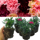 Growers Mixed Colour Flowers Plants (Set of 3 or 6)