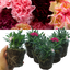 Carnation Growers Selection