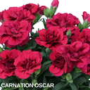 Oscar Carnation Plants (Set of 3 or 6)