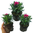 Oscar Carnation Plants (Set of 3 or 6)