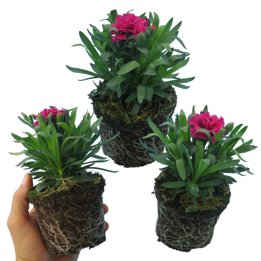 Dianthus 'Oscar' (Carnation) – Scented Patio Perennial (Set of 3 or 6)