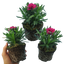Carnation Oscar